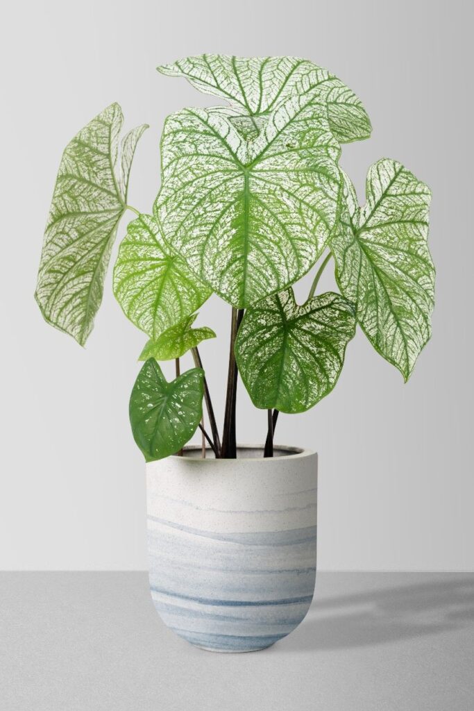 plant on rent in Mumbai