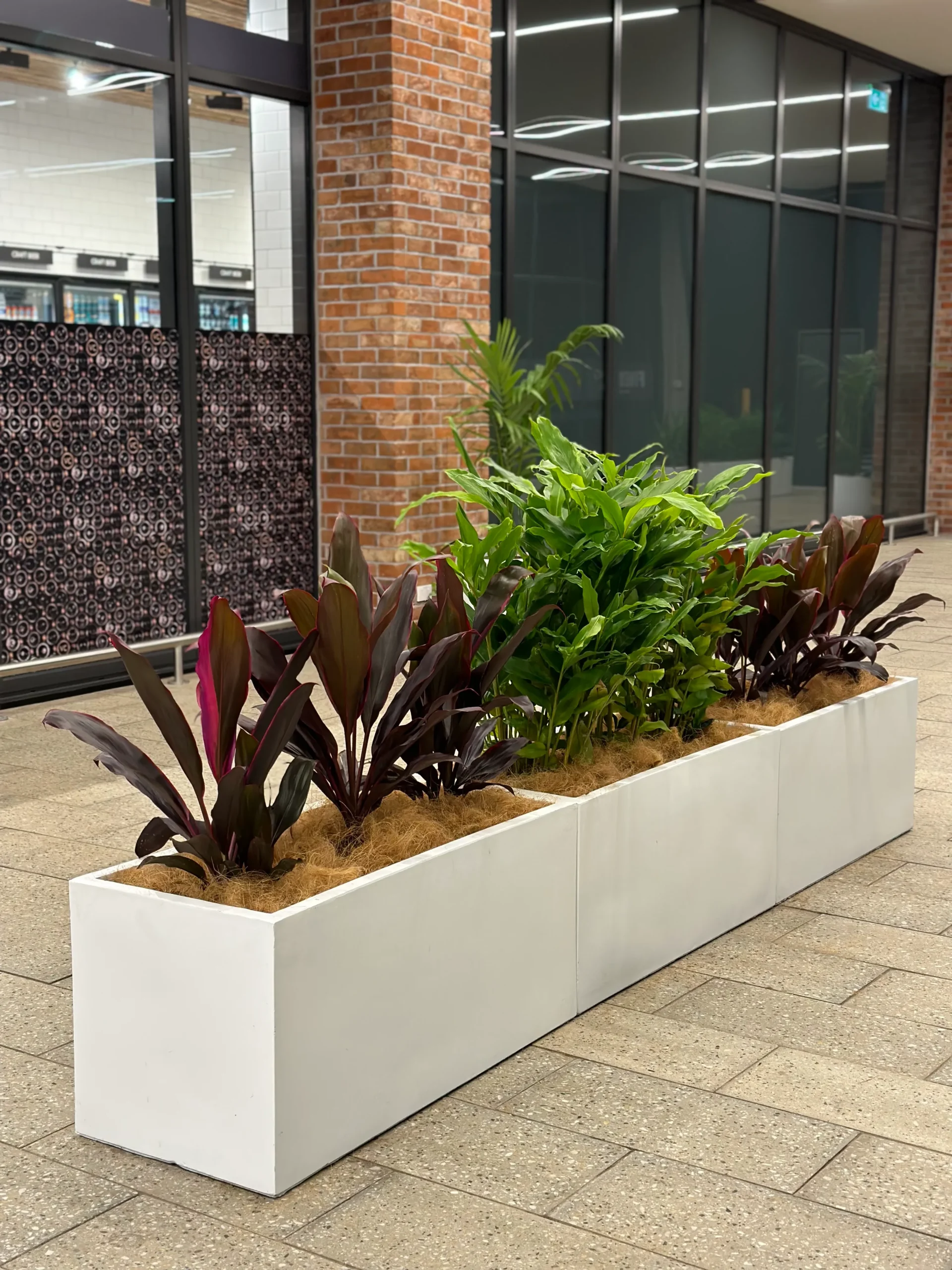 plants on rent in Hyderabad