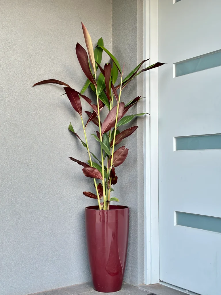 plants on rent in chennai