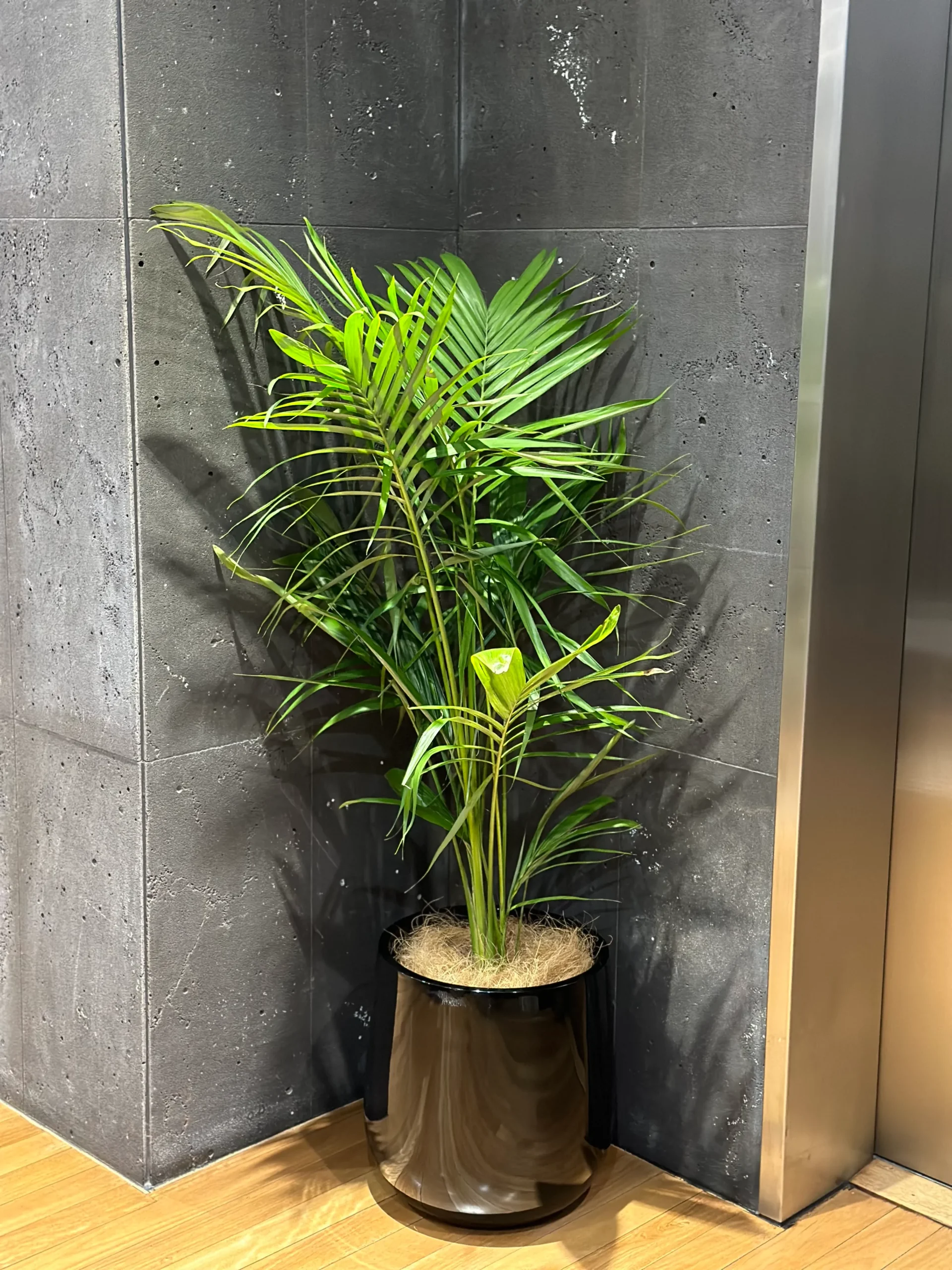 Plants on rent in Chennai