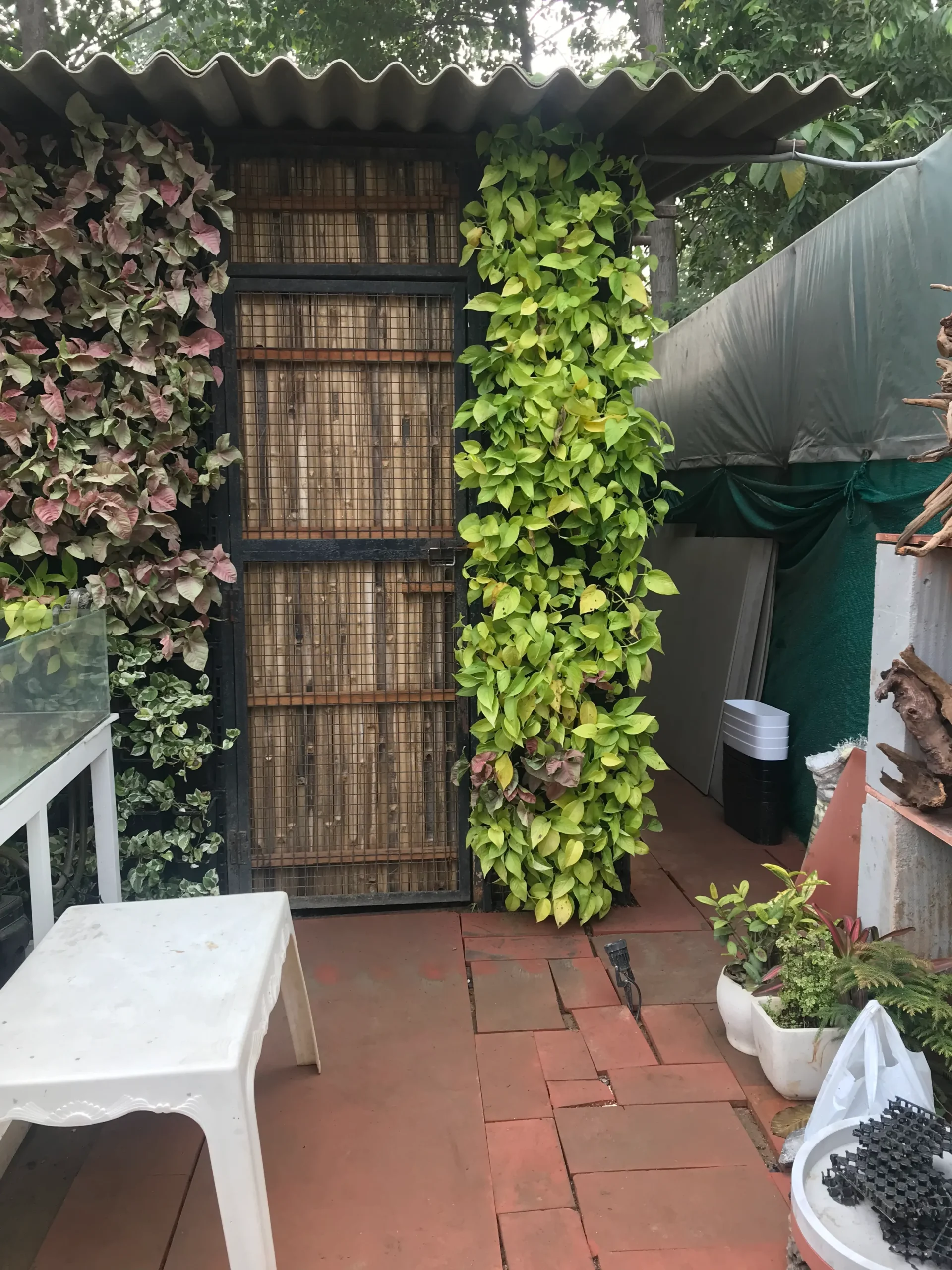 Plants on rent in Delhi