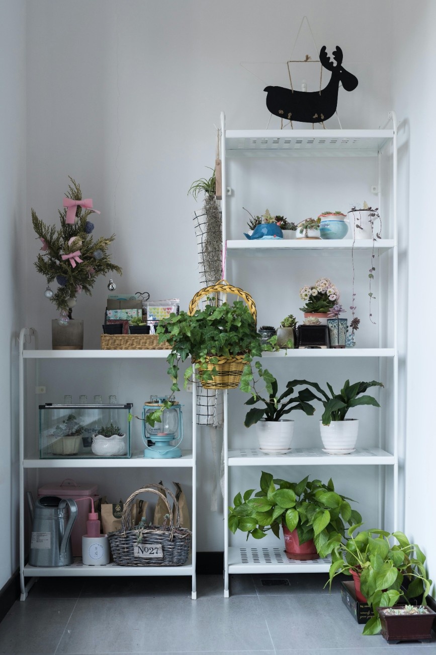 Plants on Rent in Navi Mumbai