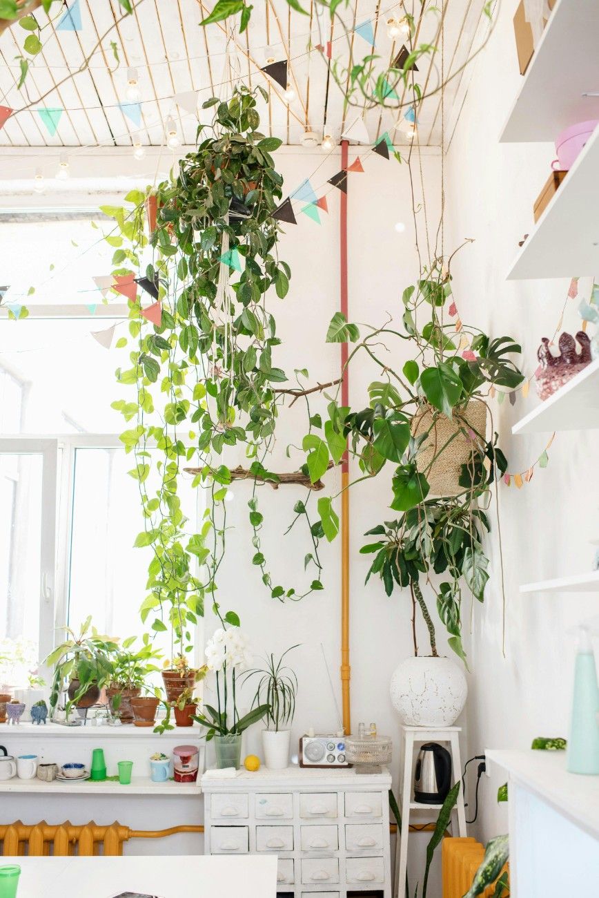Plants on Rent in Nagpur