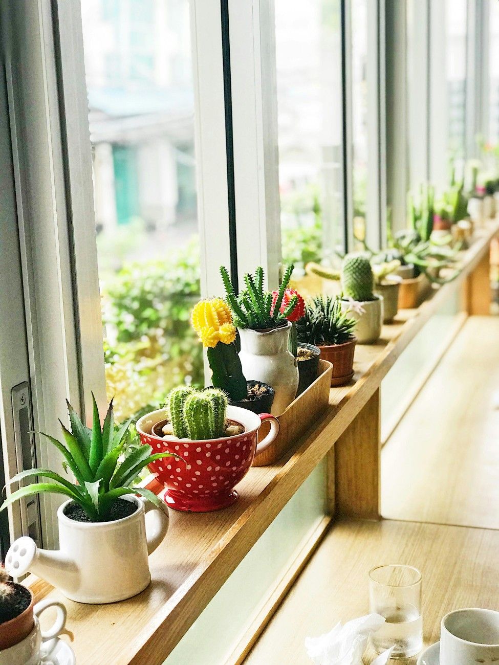 Plants on Rent in Nagpur