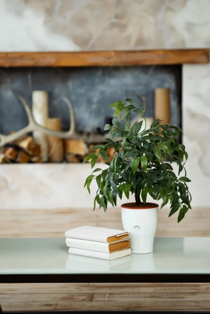 plants on rent in gurgaon