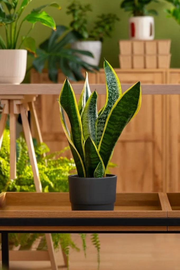 plants on rent in noida
