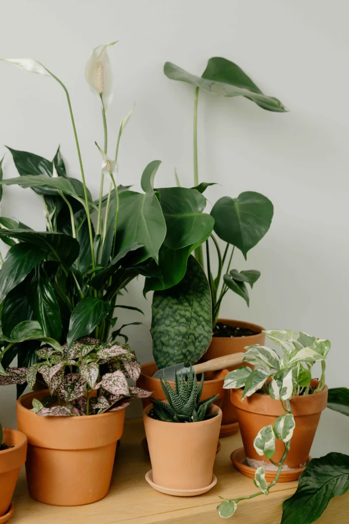plant on rent in mumbai